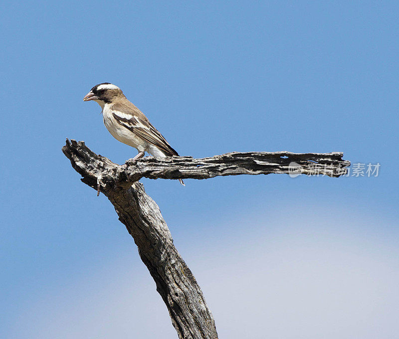 White-Browed Sparrow-Weaver,